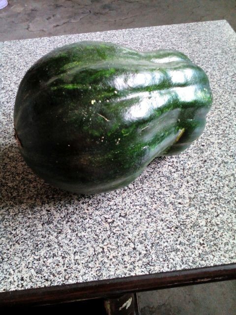 北方的长南瓜,叫方瓜.