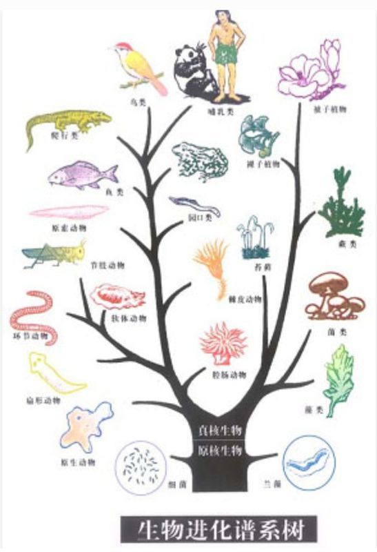 人类进化树状图片