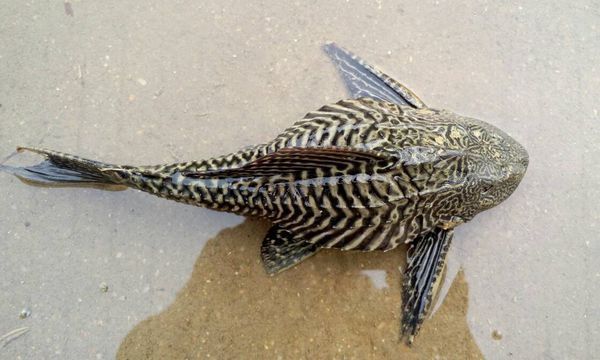 这是什么鱼?看起来像直升飞机一样!