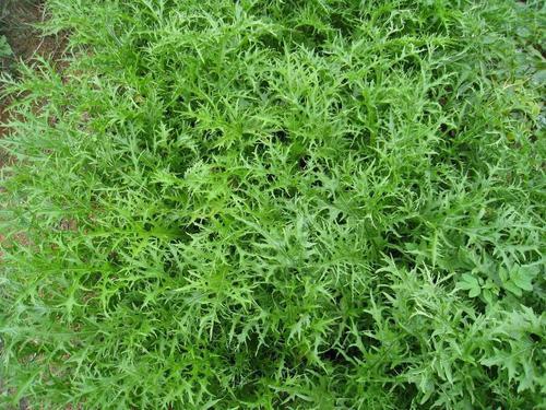 在北方雪里红什么时候种?