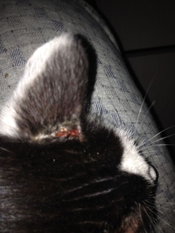 小猫的眼睛肿了,眼眶上面有一大块结痂,今天看