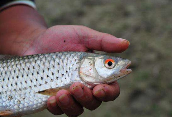 红眼鱼是什么鱼?