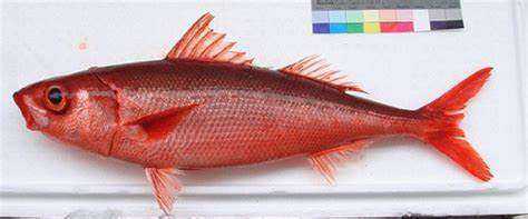 红色的海鱼是什么海鱼