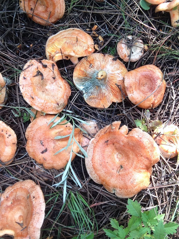 谁知道这是什么蘑菇在松树林里的