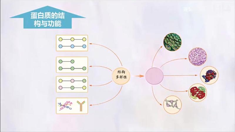 [图]「高中生物必修一」细胞中的蛋白质