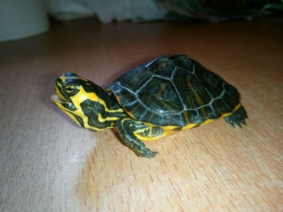 这只龟是什么品种?