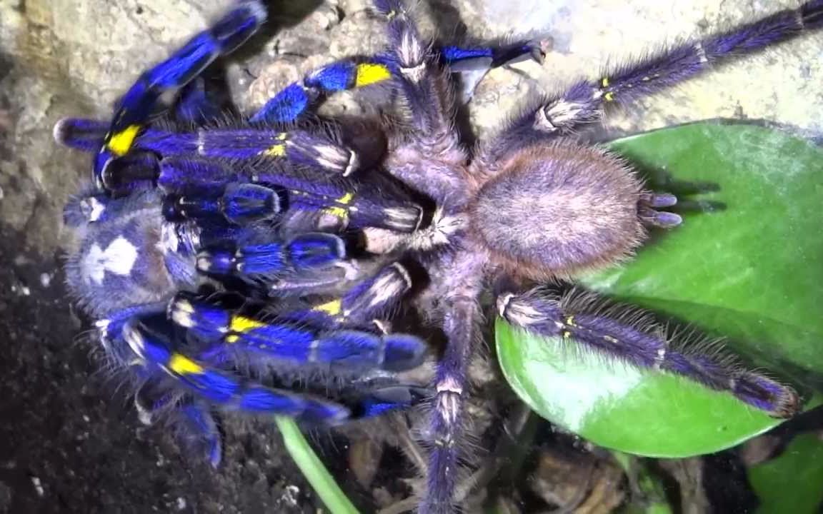 捕鸟蛛交配——美丽的蓝宝石华丽雨林