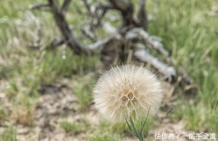 17号生肖属什么