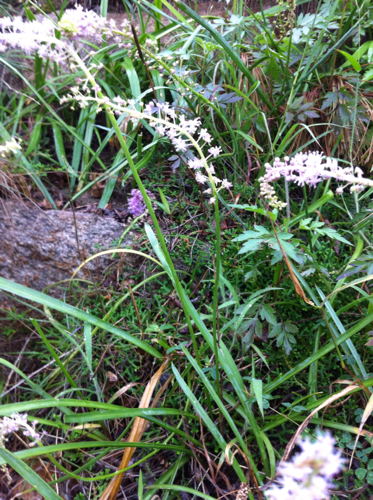 问这种草药学名叫什么?叶子如韭菜,根如蒜头,