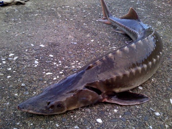 中华鲟和鲟龙鱼有什么区别?