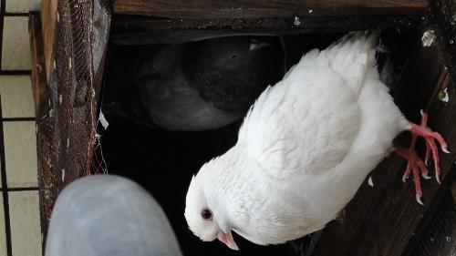 鸽子叫窝多久就下蛋了我养了两只鸽子,一只白