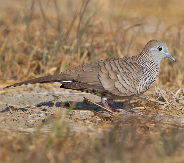 斑姬地鸠 东南亚泰国,全身棕色具黑色斑纹,脚红,喙黑,比斑鸠略小.