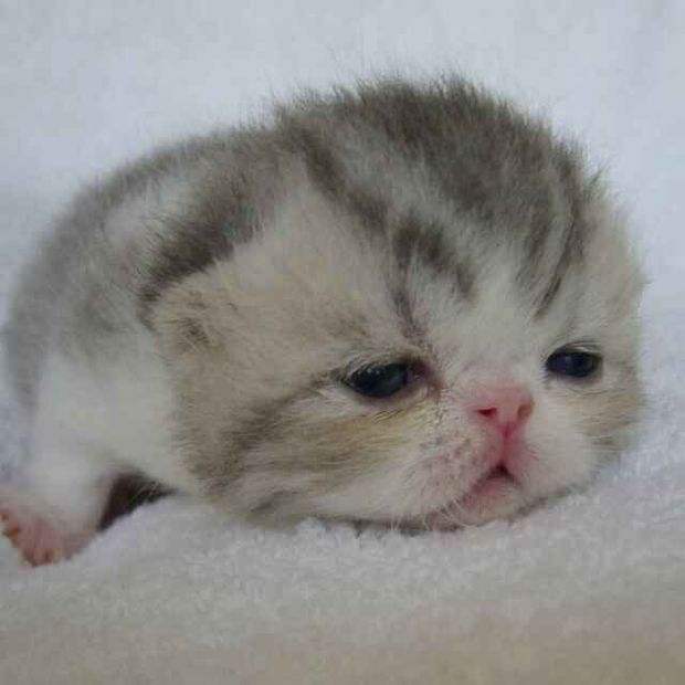 我想问一下这种猫是什么猫?大约多少钱一只? 谢谢