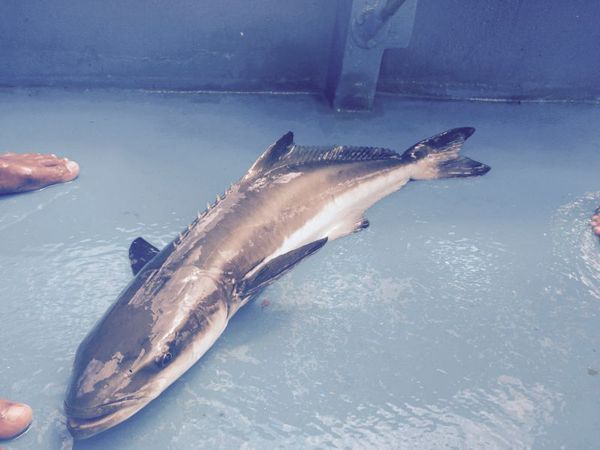 如图    ,     根据背刺判断     应为      军曹鱼科 (海鲡科)