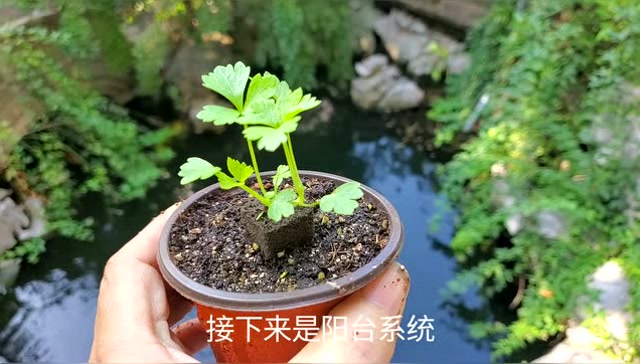 鱼菜共生分两种,不倒翁的 鱼菜共生和其他 鱼菜共生