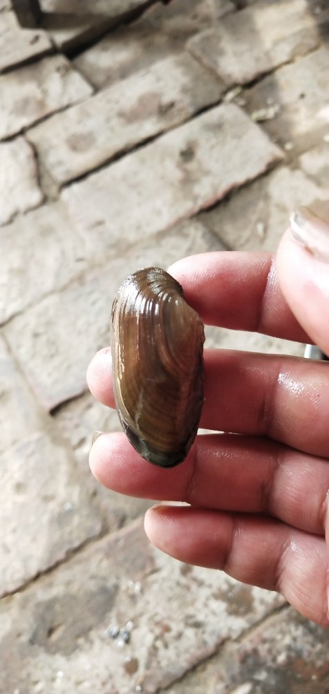 这种河贝叫什么可以吃吗?