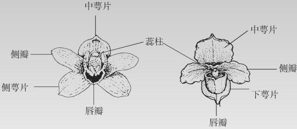 洋兰花朵的构造,如同其他兰科植物一样,每朵花由下列各部分构成(图6)