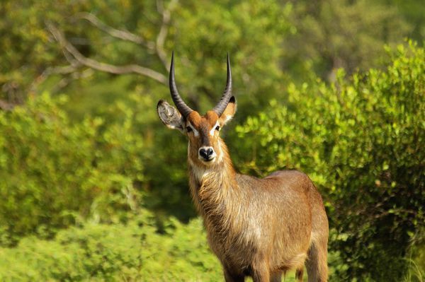 动物界中长跑冠军是什么动物