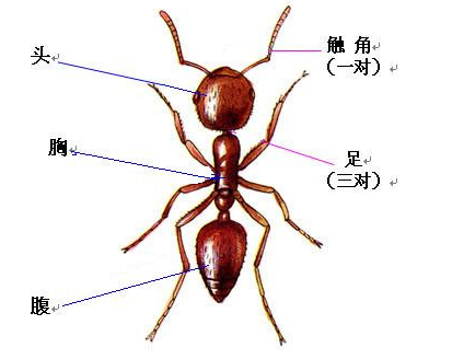 昆虫足的结构图图片