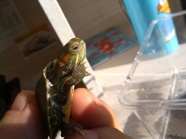 我的巴西龟是不是得了白眼病?