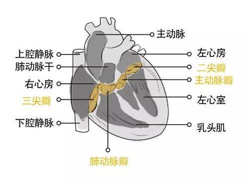 扩展资料: 心脏瓣膜的功能:  1,主动脉瓣:主动脉瓣由 3个半月瓣组成