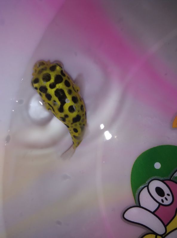 11.26 潜水艇鱼,又名暗绿鲀,外形酷似一艘迷你潜水艇,故因此而得名.