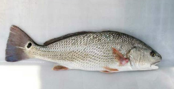 这种尾巴上有黑点的鱼叫什么?