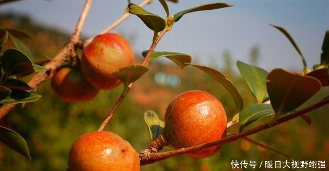 脱贫致富油茶产业