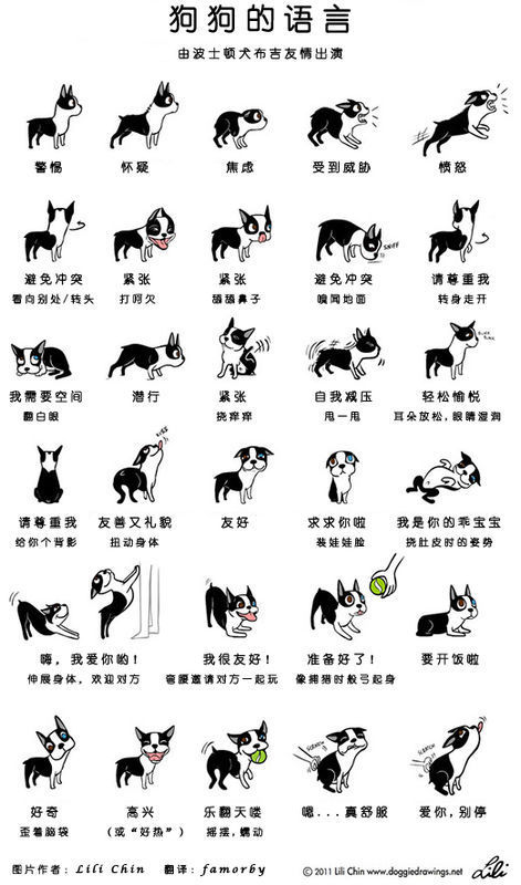 狗狗抬起前腿摇尾巴是啥意思