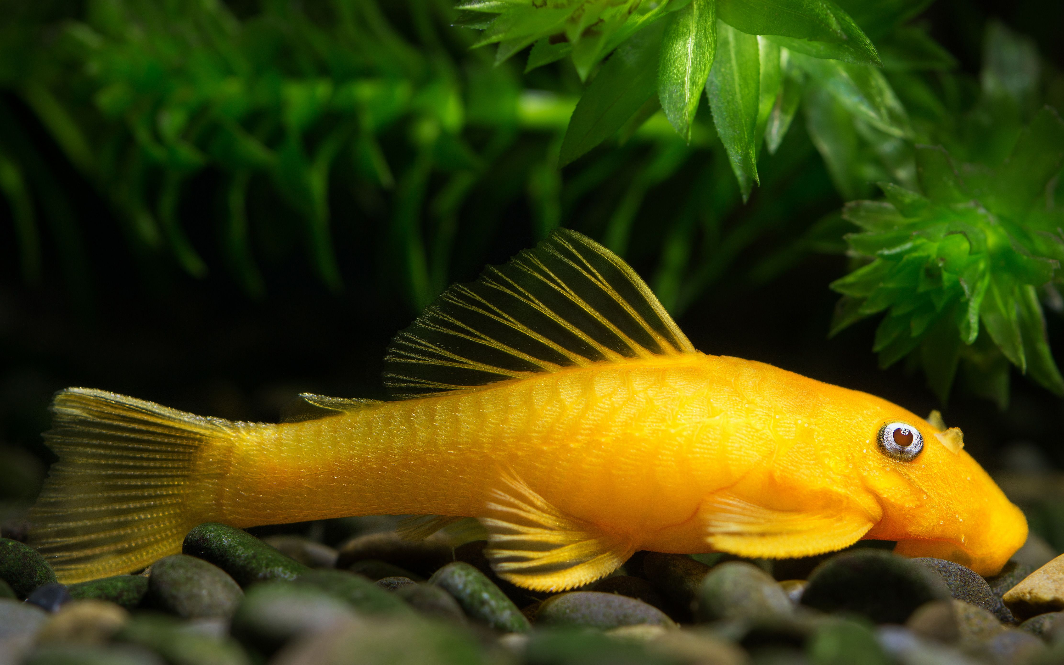 【自家鱼缸】 【异形】    热带鱼】黄金胡子(母)