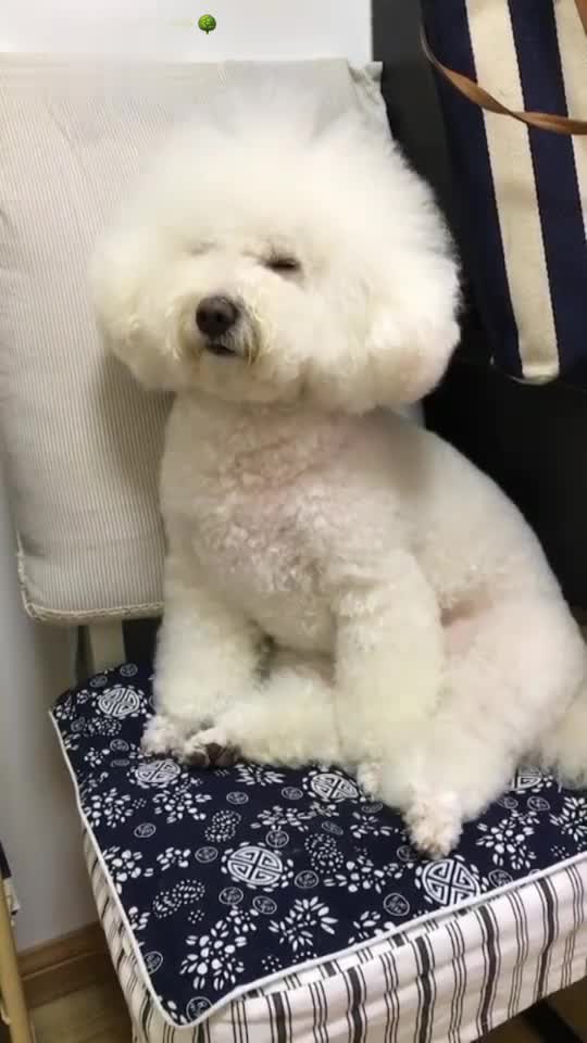 视频:坐着打瞌睡的肥胖子lucky