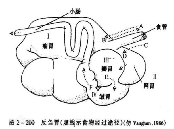 經口腔中頰齒的細緻咀嚼後再次咽回瘤胃,這一反芻和咀嚼過程可以再次