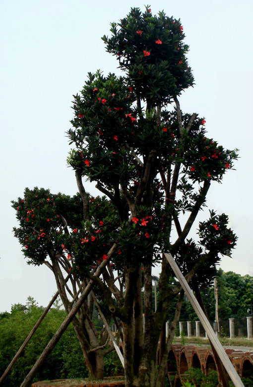 杜鹃红山茶的栽培技术