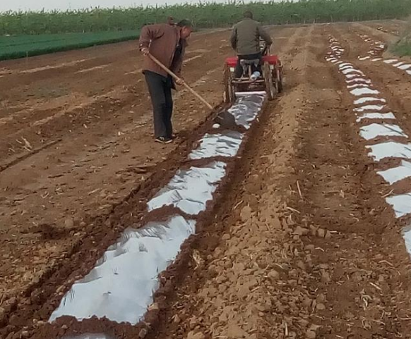 露天西瓜种植详细方法