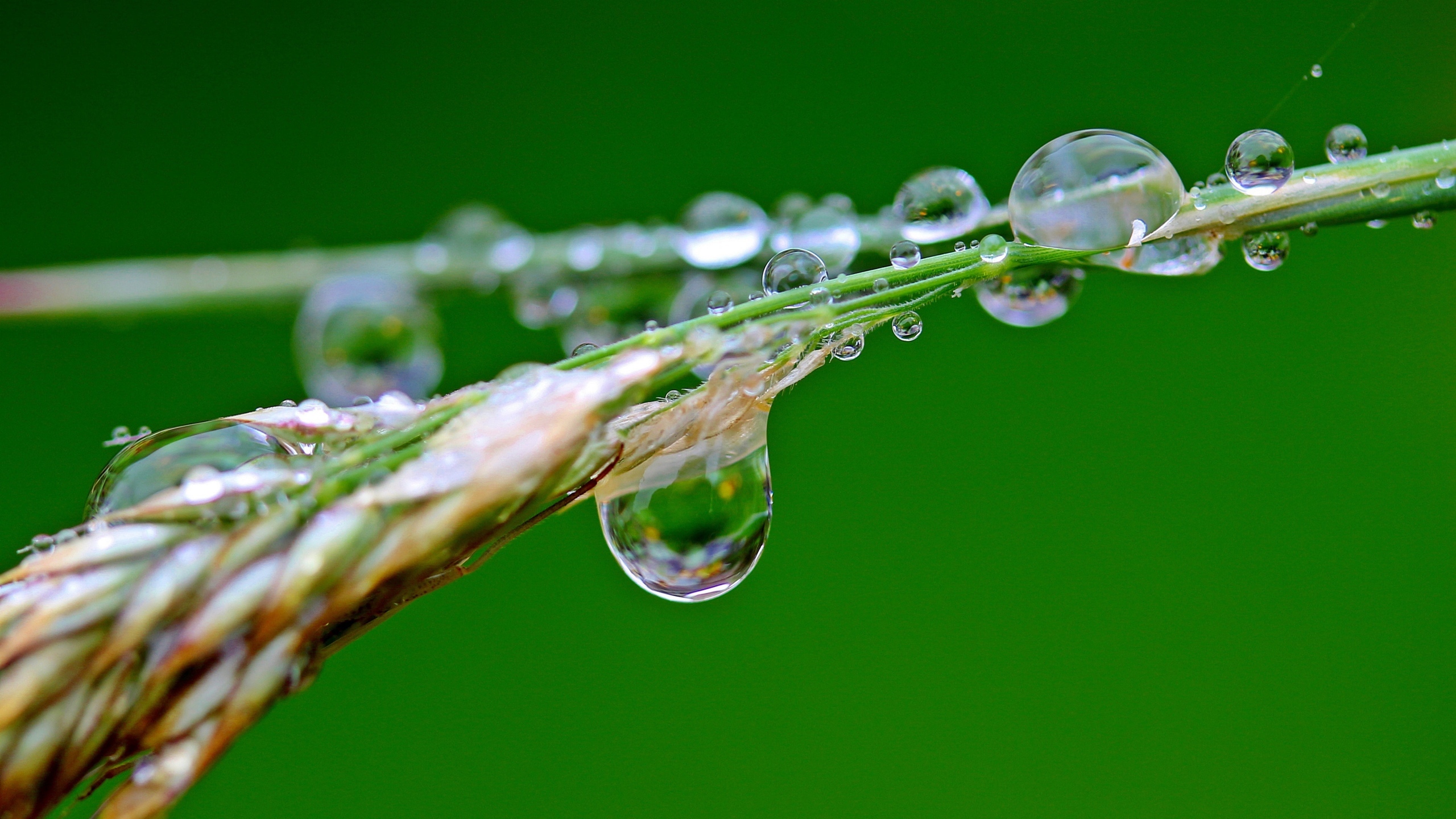 挂着水滴植物绿叶图片[图4]