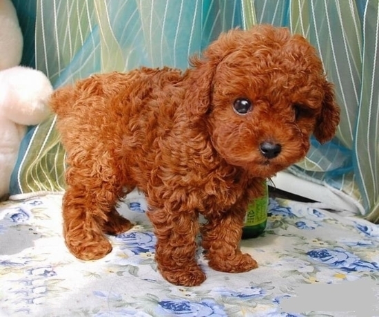 想养一只聪明听话不太吠叫的小型犬,天涯love狗狗有推荐的吗