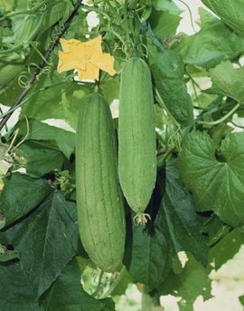 谁知道,有种长圆型的丝瓜是啥品种?