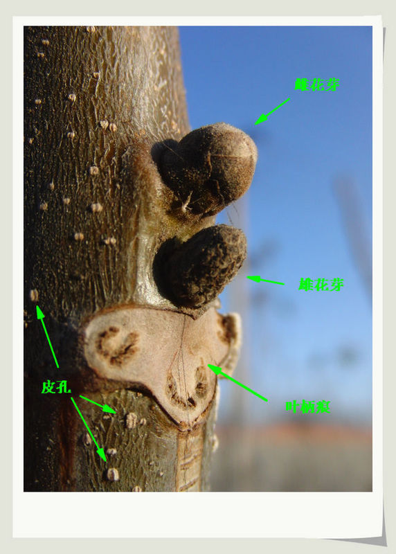 雄花芽容易分辨,其外形与松果相似;雌花芽相对于雄花芽更加饱满,腋