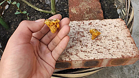 蜜蜂起了3个急 造王台,小伙割掉2个,顺便掰开 蜂王台看看 蜂王宝宝长