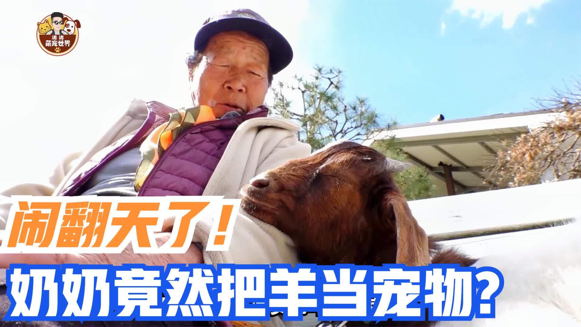 腾讯上传时间:1年前时长:01:00喜羊羊妹妹冰冰羊vs弟弟火火羊,有被萌