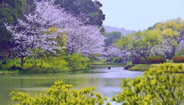 十堰樱花谷风景区怎么样