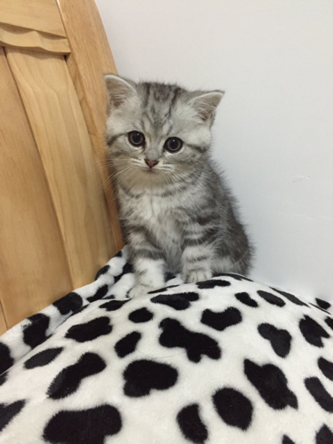 起司猫和普通虎斑美短的主要区别是什么?我这