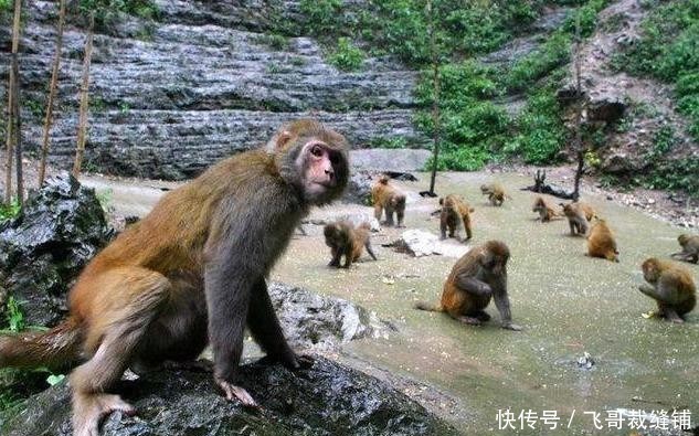 两岸猿声啼不住员是什么猿