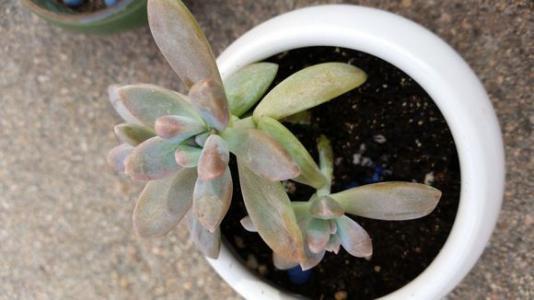 刚买的多肉还没到一个星期底下的叶子枯萎了 