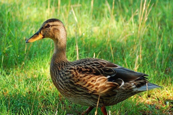 为什么鸭子走路摇摇晃晃?