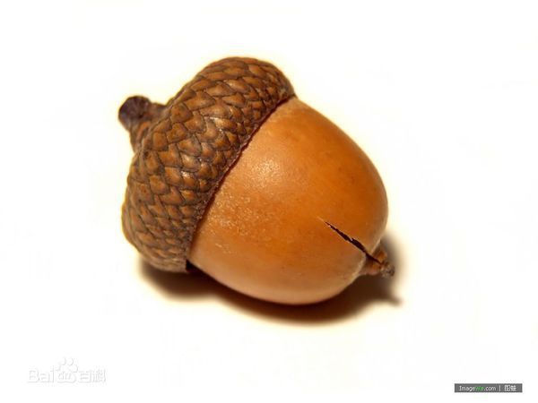 冰河世纪里这只松鼠抱着的是什么果实?