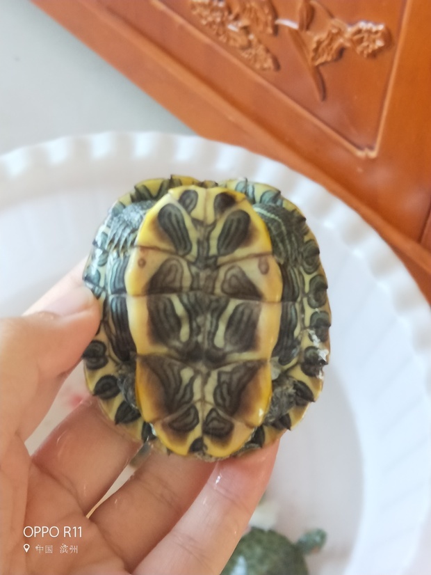 大佬分辨下巴西龟的公母吧如图