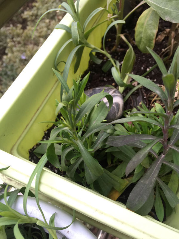 在淘宝上买的康乃馨种子,已经半年了,怎么还这样,而且两个品种不同,一