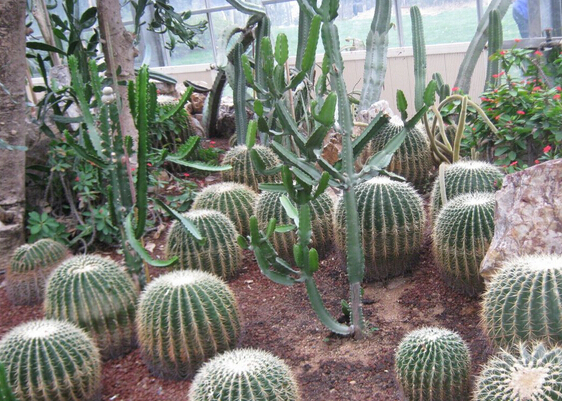 我种植的仙人球为什么长成圆柱形