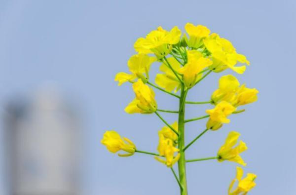 油菜花雄蕊图片